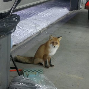 12298050_10153361793958160_1285775645_o